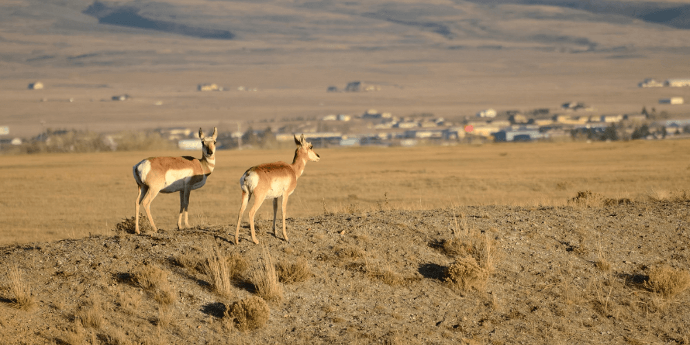 Scenic view of Larmie, Wyoming, showcasing antelope and vast open fields distant mountains under a clear blue sky.